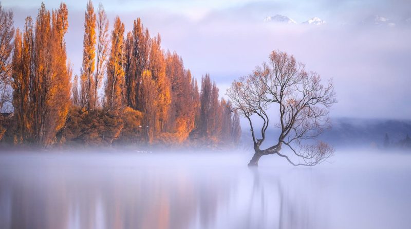 Wanaka-tree-fog-@rachstewartnz