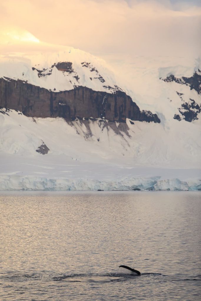 Antarctica, Antarctic Peninsula, Mandy Guo