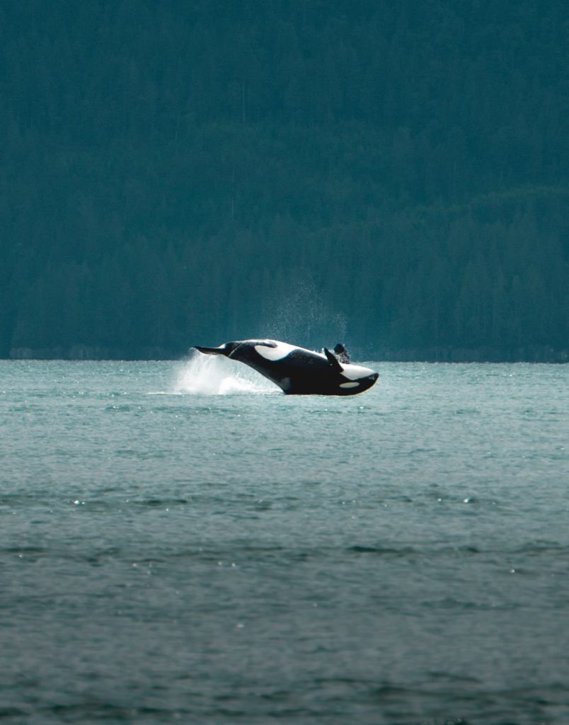 Canada, Bute Inlet, Kristian Gillies