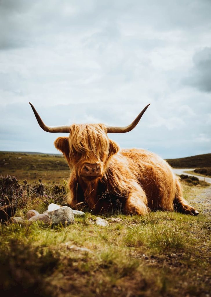 Highland Cow Scotland, @with.patrick