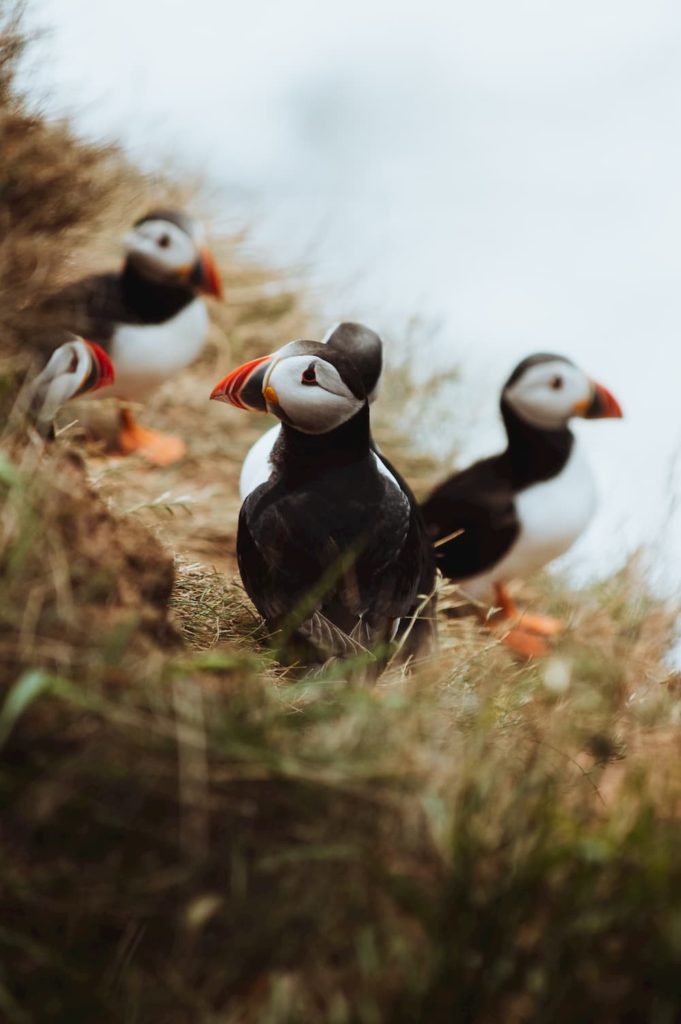 Puffins, Scotland, @with.patrick