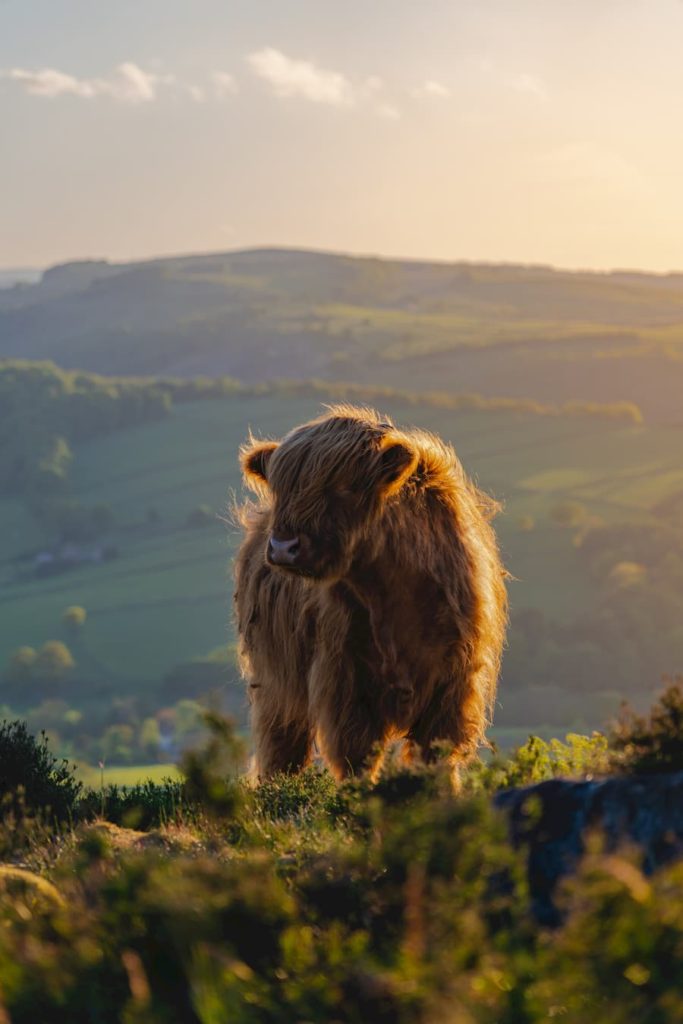 @lewisbargh_Highland cows