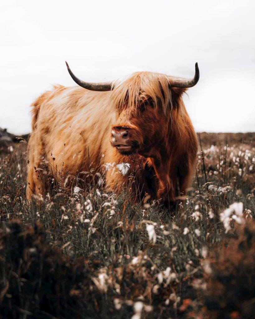 Highland Cow, Scotland, @rachyhannahphoto