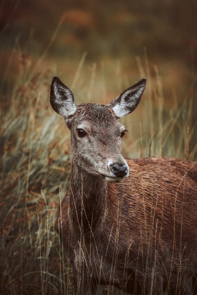 Red Deer, Scotland, Rachel Hannah