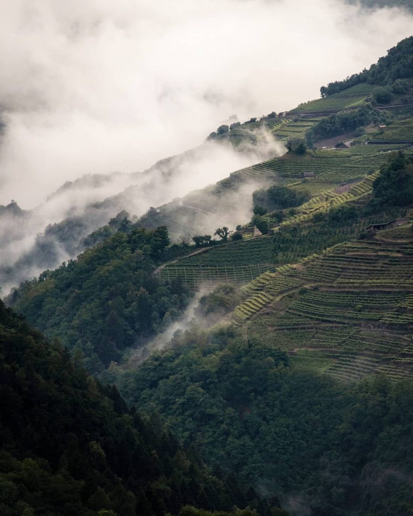 Italy, Segonzago, road of wine, Simone Musacchio