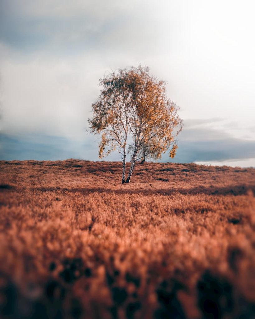 Lonely Gunman, Germany, Westruper Heide in Haltern am See, @who.is.backi