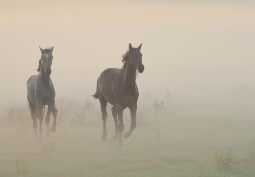 Netherlands, horses in fog, @charly_and_the_world