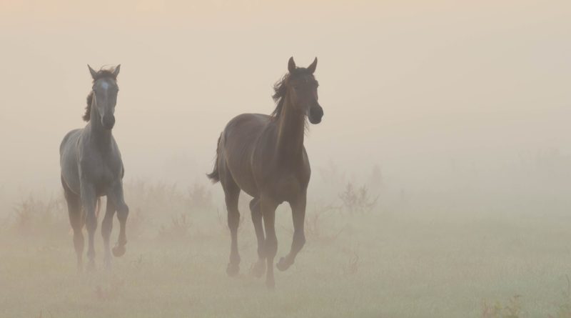 Netherlands, horses in fog, @charly_and_the_world