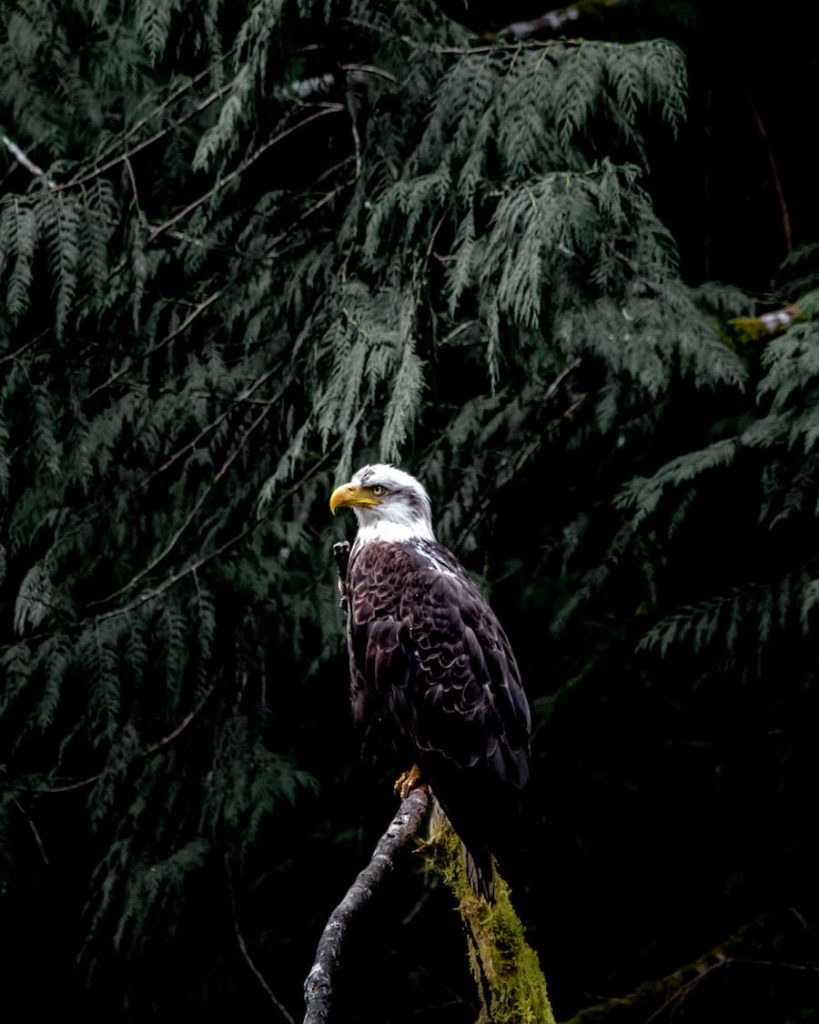 @loicall_travel_Bald eagle, Canada