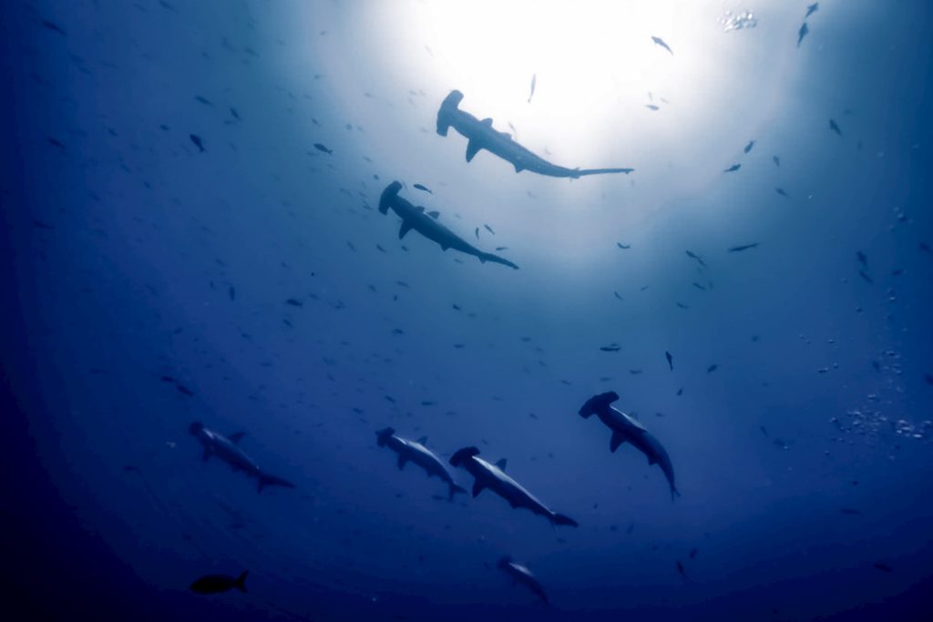 @loicall_travel_Hammerhead sharks, Galapagos