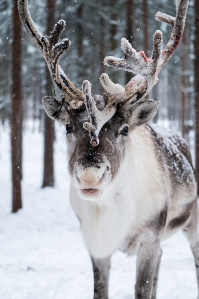 Finland_Levi_@lanatannirphoto_Wildlife