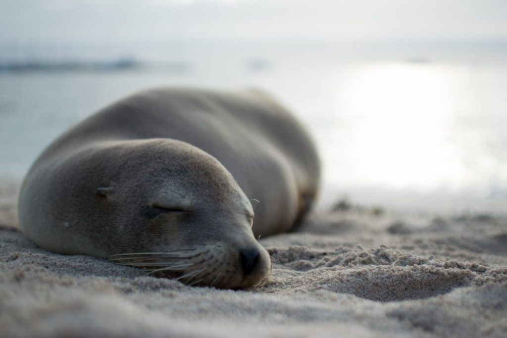 Sea lion Galapagos