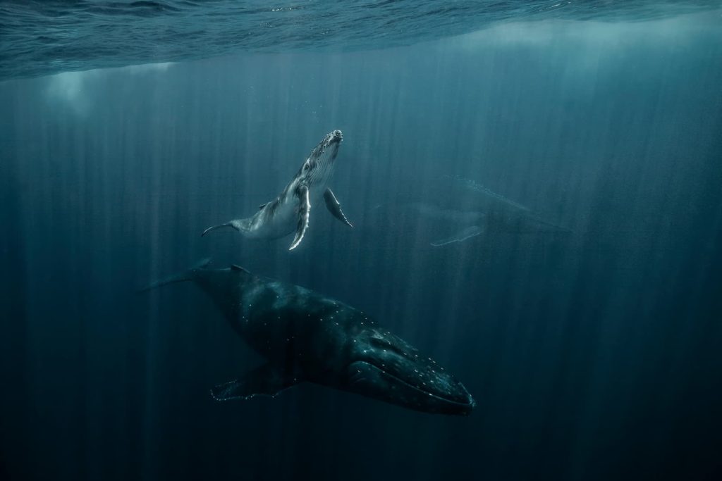 @davesandford_Humpback Whales_TONGA_Beam Me Up