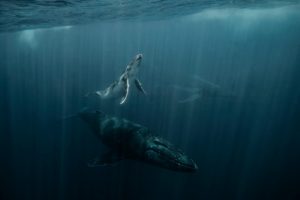 @davesandford_Humpback Whales_TONGA_Beam Me Up
