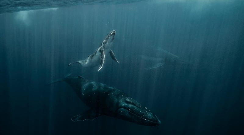 @davesandford_Humpback Whales_TONGA_Beam Me Up