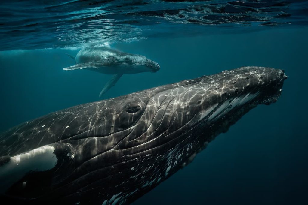 @davesandford_Humpback Whales_Tonga_TONGA_Angelic Azure