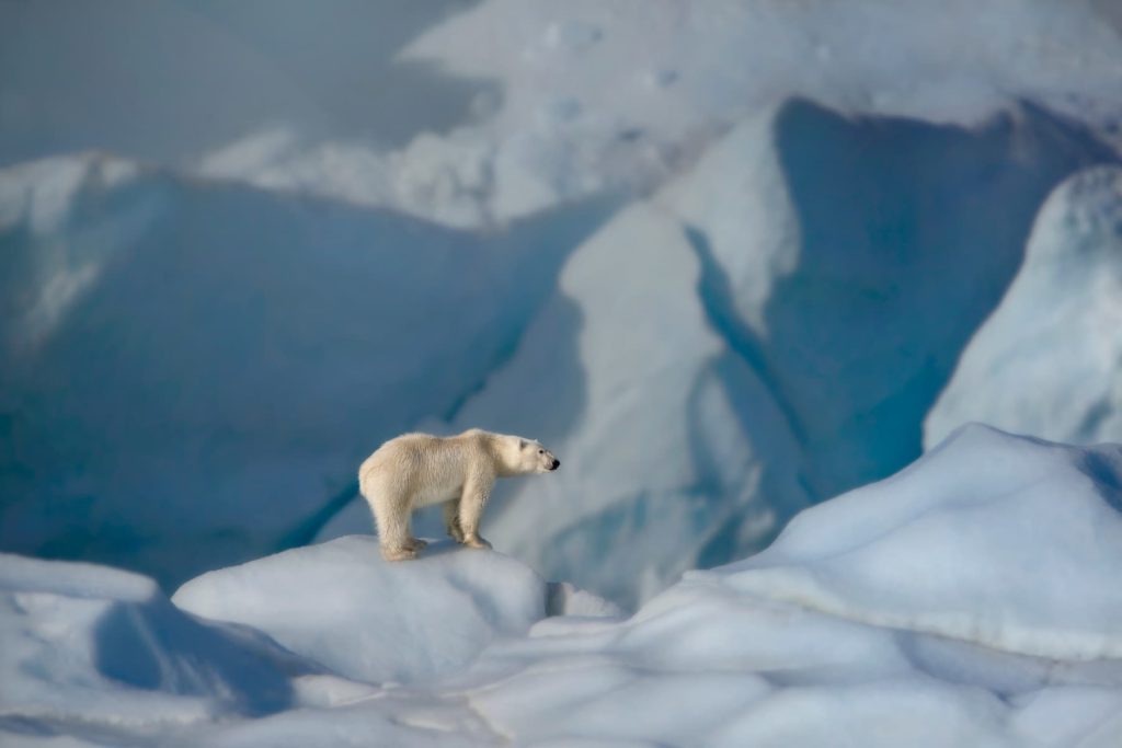 @davesandford_Polar Bears_NU_Glacial Bear