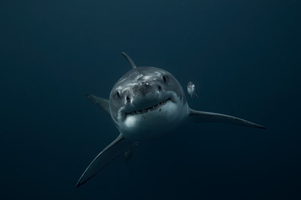 @davesandford_White Shark_AUS_Smile