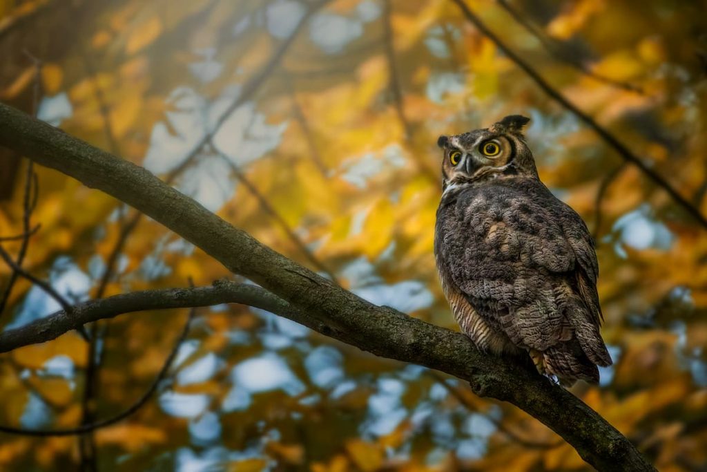 Dave Sandford_Great Horned Owl_ON_Owl in the Family