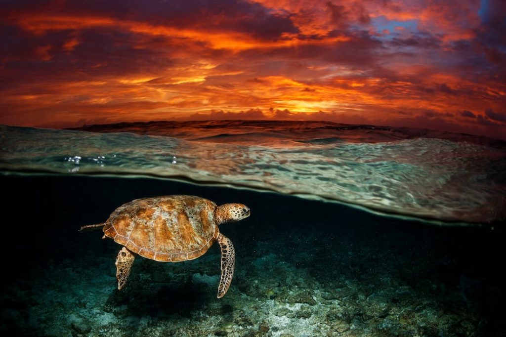 Dave Sandford_Green Sea Turtle_AUS_First Light