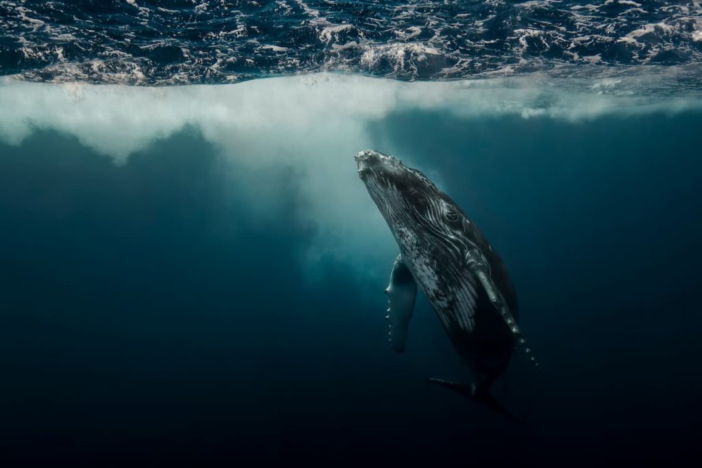 Dave Sandford_Humpback Whales_TONGA_Blue Marble