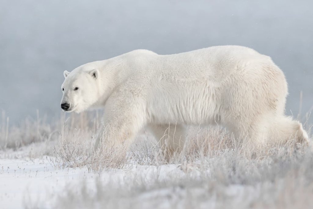 Dave Sandford_Polar Bears_MB_Polar Chill