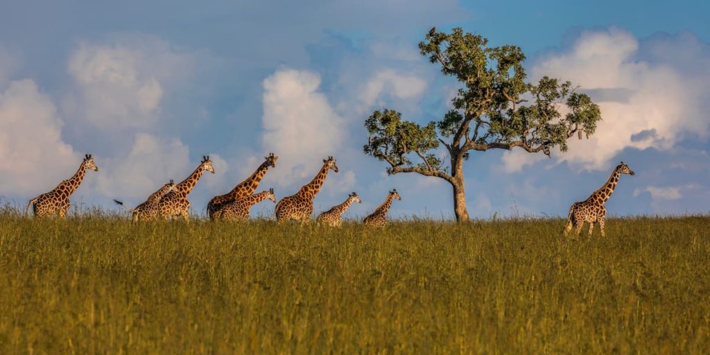 Giraffes Kidepo Valley,Uganda, @rudyrankephotography