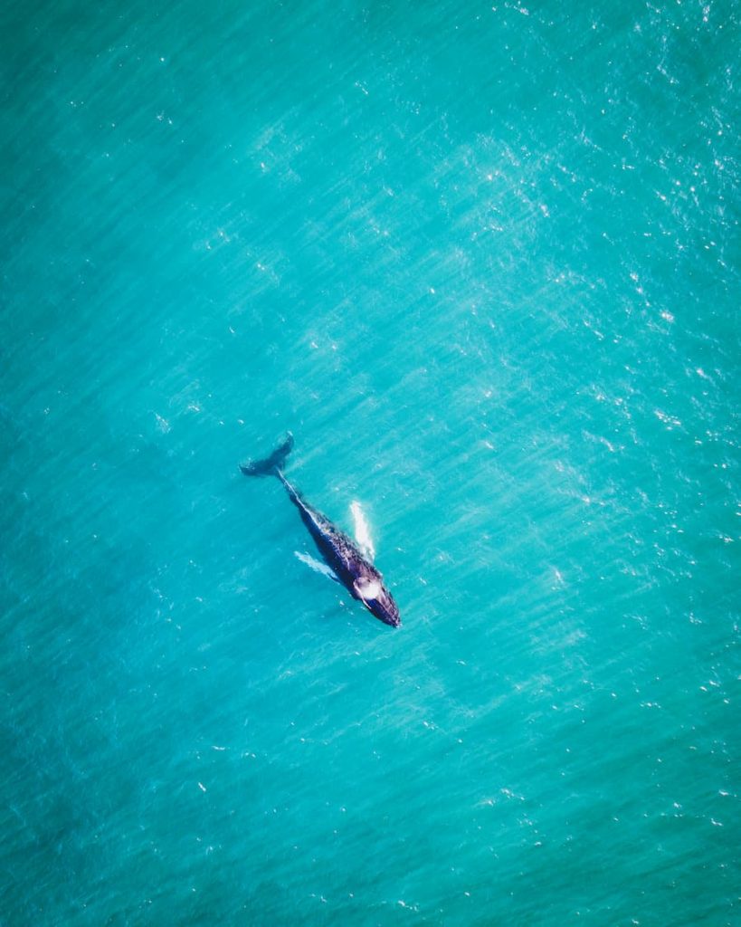Whale_Cornwall-Lands-end-@carlaregler