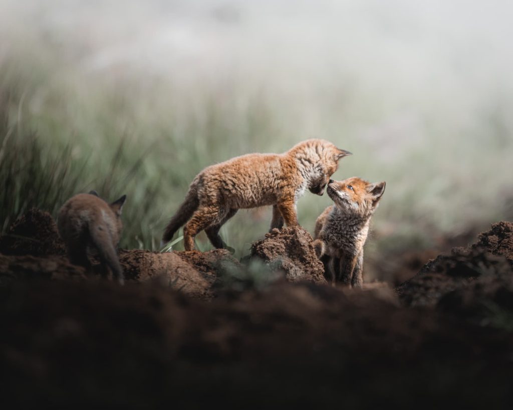 @thefrederikkejensen - Frederikke Jensen - Denmark - fox cubs
