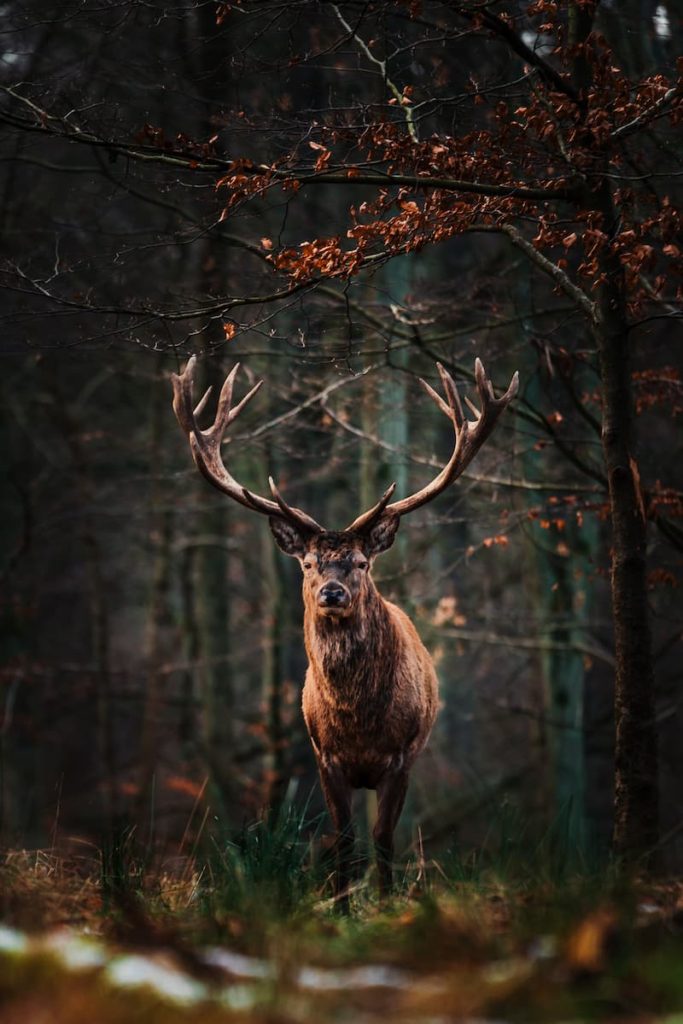 Denmark, Dyrehaven, Deer, Mikkel Heinricy, @mikkel_heinricy