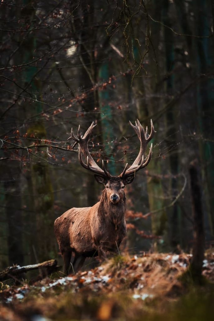 Denmark, Dyrehaven, Mikkel Heinricy