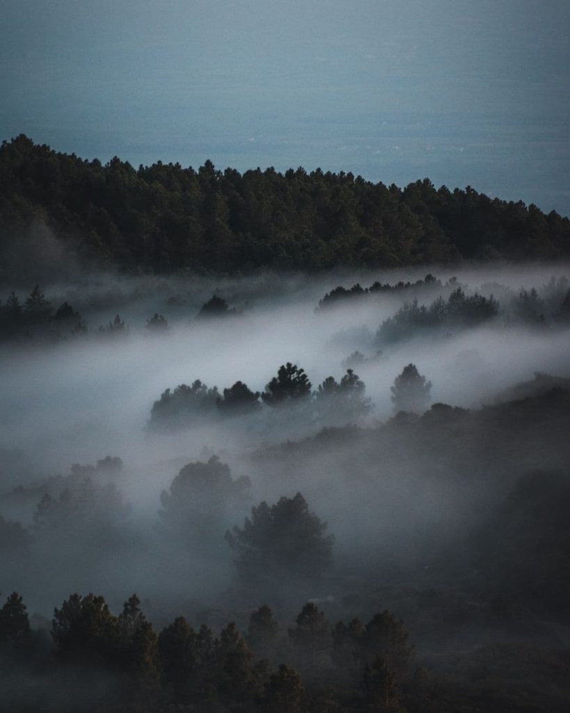 @antoniootgianu_forest_fog