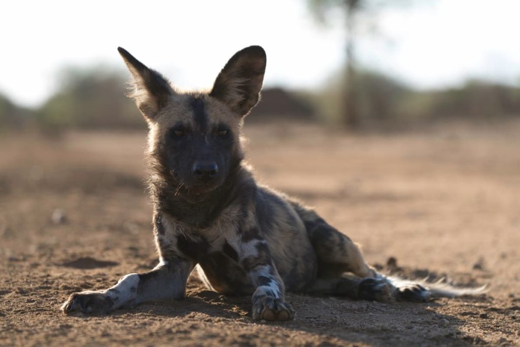 @m4xms-african-wild-dog