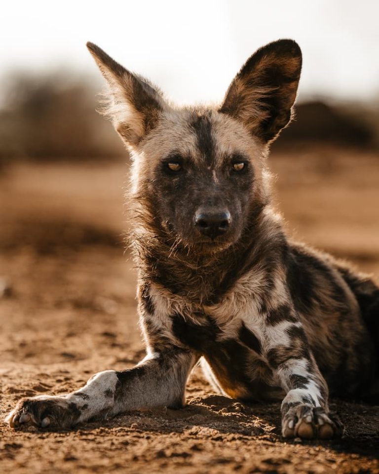 @m4xms-african-wild-dog-edit