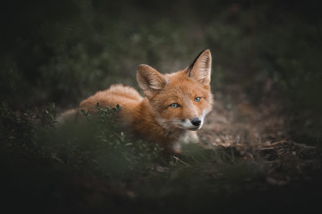 @thefrederikkejensen - Frederikke Jensen - Denmark - fox
