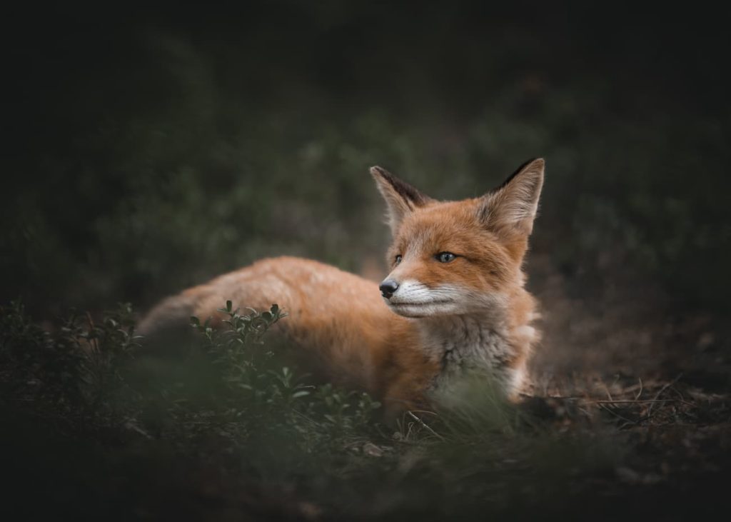 @thefrederikkejensen - Frederikke Jensen - Denmark - fox cub