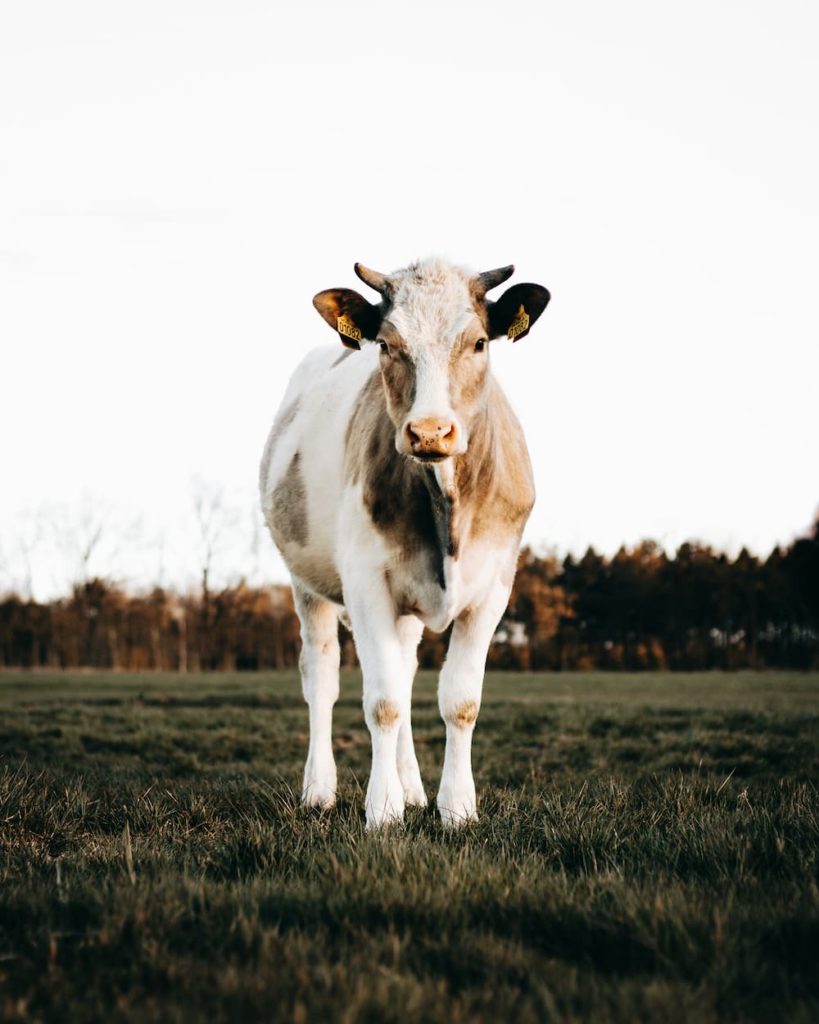 Denmark, calf, Ida Festersen, @idafestersen