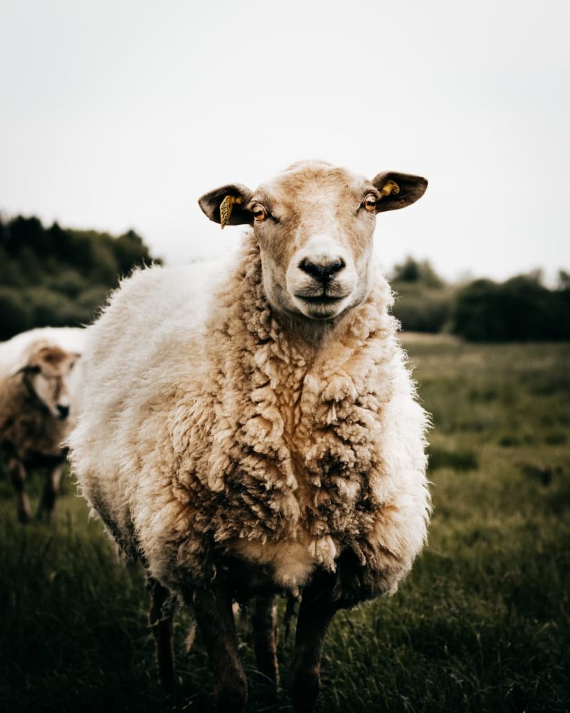 Denmark, sheep, Ida Festersen, @idafestersen