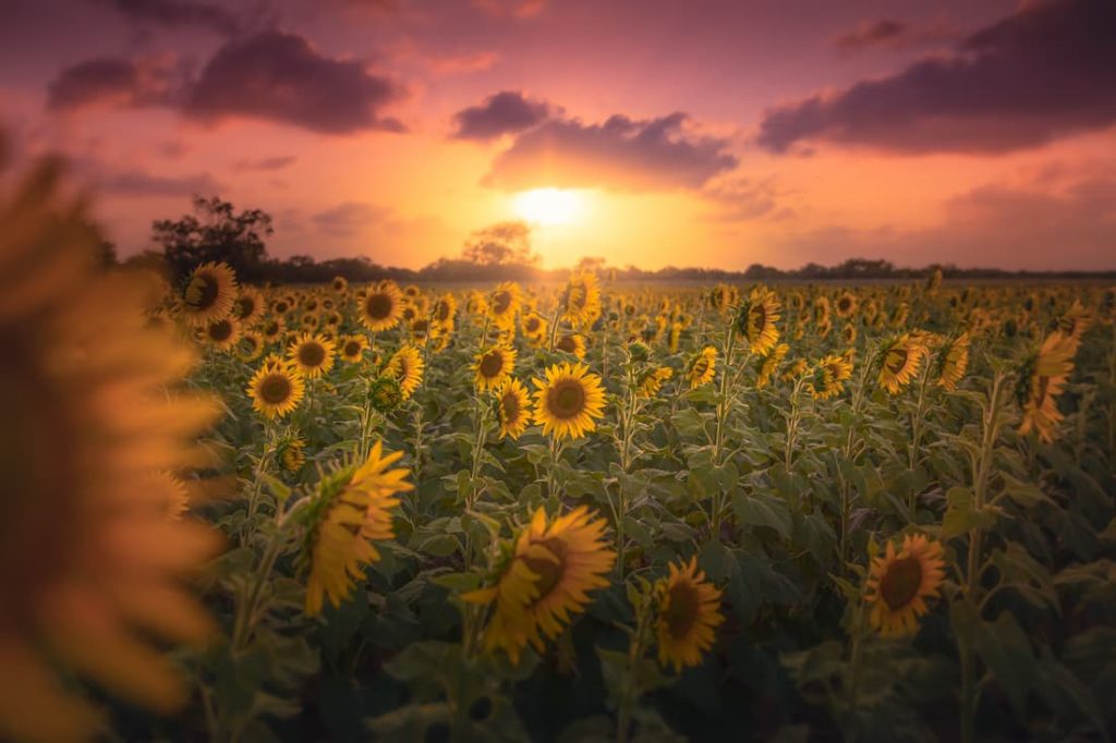 Sunflower season, Texas, @macelliotmedia