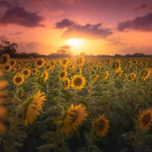 Sunflower season, Texas, @macelliotmedia