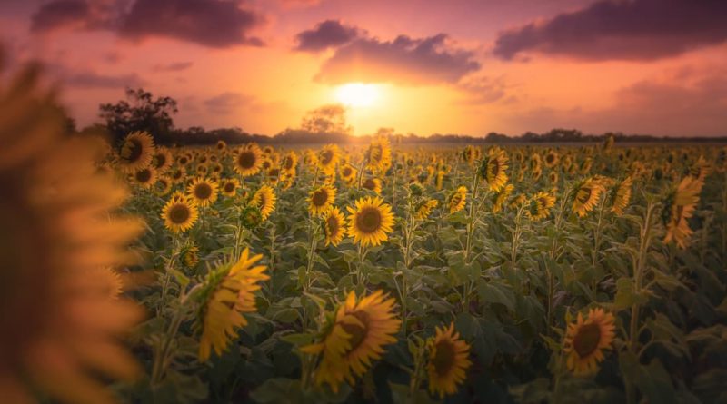 Sunflower season, Texas, @macelliotmedia