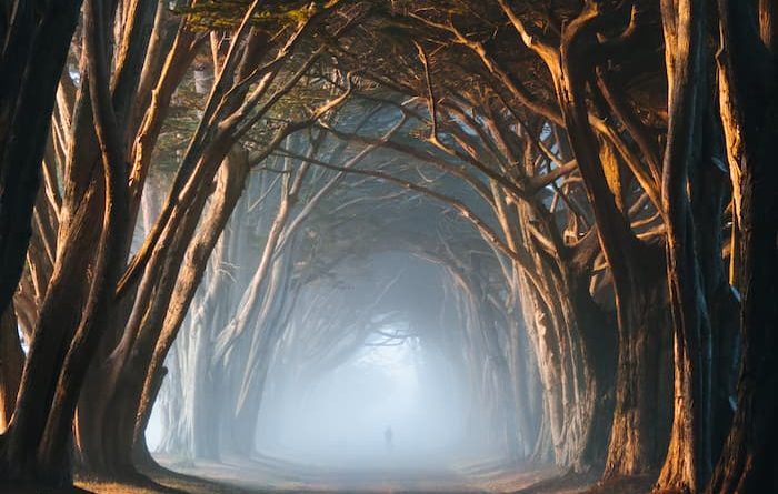 USA, Cypress_Tree_Tunnel, @selmshots