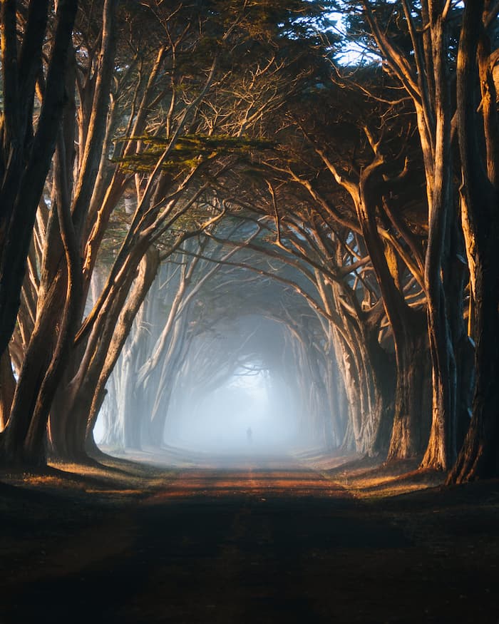 USA, Cypress_Tree_Tunnel, @selmshots