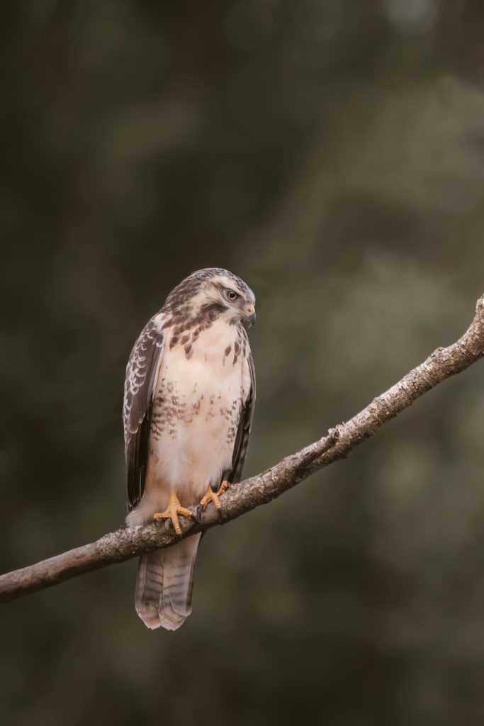 Germany_North Rhine-Westphalia_Thomas Frenken_Focused Common Buzzard_@thomas.frenken