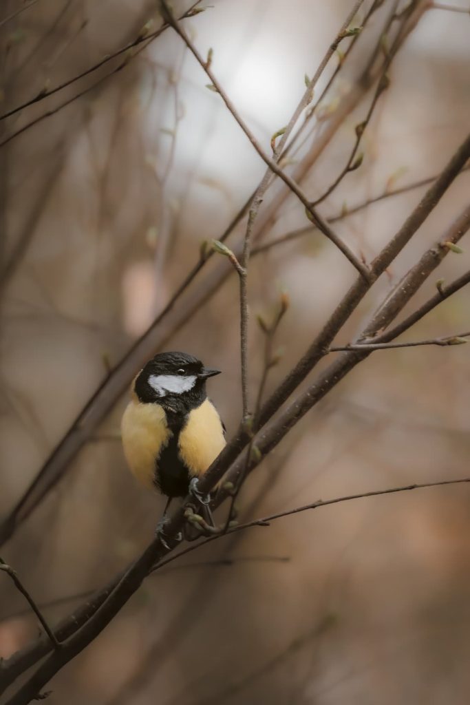 Germany_North Rhine-Westphalia_Thomas Frenken_Great Tit