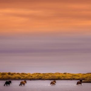 Icelandic horses_@kkharusi