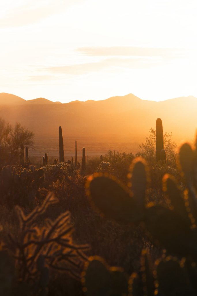 Deliah Rose, @deliahspics, desert sunset