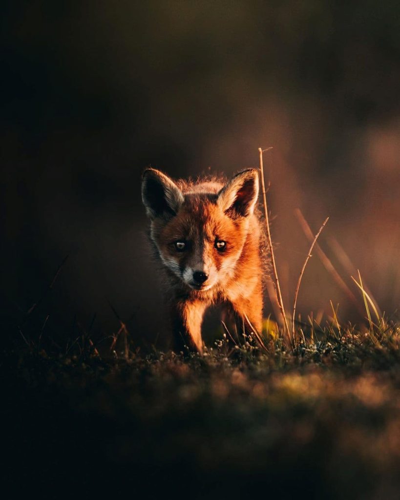 @frederikschindler-fox