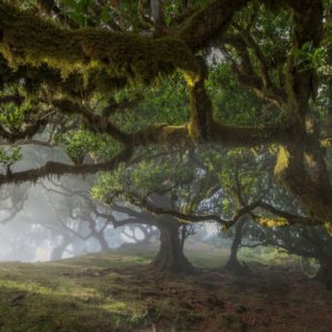 @stefano_balma, Fanal Forest, Madeira - Italy - Stefano Balma