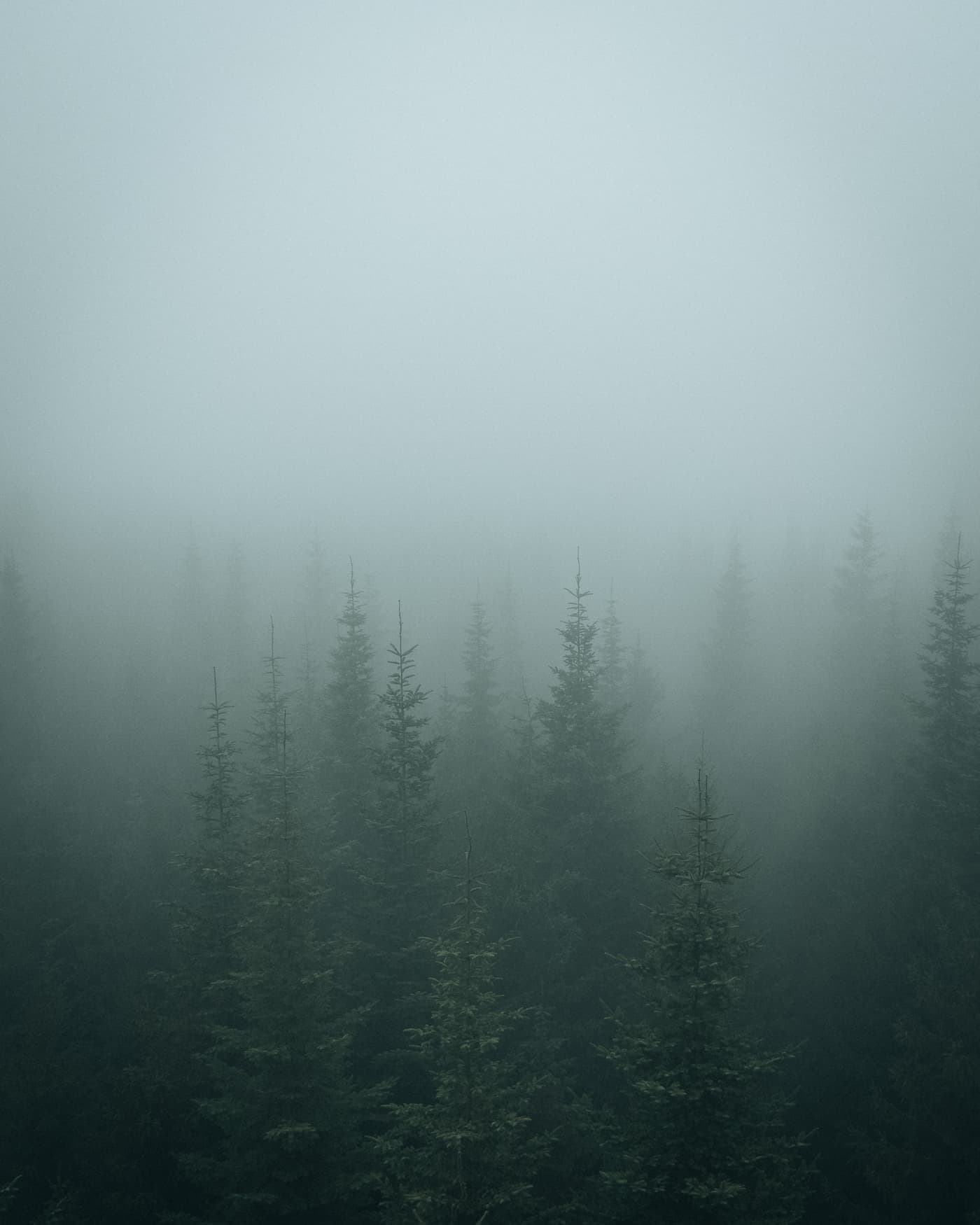 @dylancalluy_forest_pines